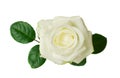 one white rose Royalty Free Stock Photo