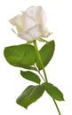 One White Rose Isolated Royalty Free Stock Photo