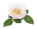 One white rose Royalty Free Stock Photo