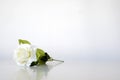 One white rose is placed on a white background Royalty Free Stock Photo