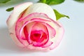 one white rose with red and pink edges isolated on white background Royalty Free Stock Photo