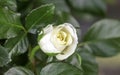 One white rose. Rosebud blooming. Purity, spring concept. Selective focus Royalty Free Stock Photo