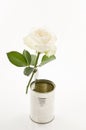 One white rose in a tin old can over white Royalty Free Stock Photo