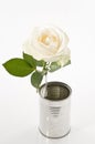 One white rose in a tin old can over white Royalty Free Stock Photo