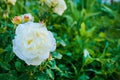 One white rose with water drops in the garden