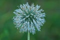 One white round bud of wild onions on a green stem