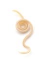 One white roundworm parasite