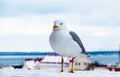 One white sea gull portrait