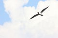 One white Seagull is floating alone against the blue sky and clouds, free space for text, Royalty Free Stock Photo