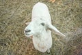 One White Sheep Looking Camera in Sheepfold or Stall Royalty Free Stock Photo