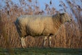 One white sheep standing on a dike Royalty Free Stock Photo