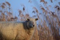 Portrait of one white sheep standing on a dike Royalty Free Stock Photo