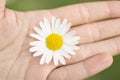 One white and a small camomile on the palm close up Royalty Free Stock Photo