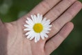 One white and a small camomile on the palm close up Royalty Free Stock Photo