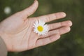 One white and a small camomile on the palm close up Royalty Free Stock Photo