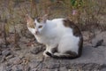 One white small spotted cat is sitting on the street Royalty Free Stock Photo