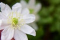 One white snowdrop on a dark defocused background. the first spring flower Royalty Free Stock Photo