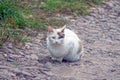 One white spotted cat is sitting on the street Royalty Free Stock Photo