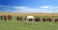 One white standout horse in the herd among brown horses against the background of a colorful blue sky and green hills Royalty Free Stock Photo