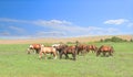 One white standout horse in the herd among brown horses against the background of a colorful blue sky and green hills Royalty Free Stock Photo