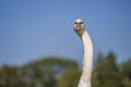 One white swan along with a long neck with a surprised look on a sunny day, close-up Royalty Free Stock Photo