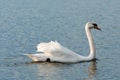 One white swan on blue water with small waves. Wildlife Background Royalty Free Stock Photo