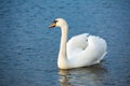 One white swan on blue water with small waves. Wildlife Background Royalty Free Stock Photo