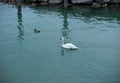 One white swan and one duck floating in lake. Sky reflection on water Royalty Free Stock Photo