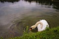 One white swan floats on the water of the pond and looks into the chamber. Silhouettes of large fish of mirror carp are visible in