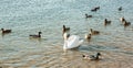 One white Swan and flock of ducks swim on the lake