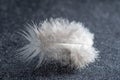 One white swan fluffy weightless feather on a gray background. Bird feather Royalty Free Stock Photo