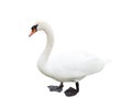 One white swan, isolated Royalty Free Stock Photo