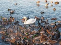 One white swan among many ducks on the pond. One among strangers is a concept