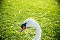 One white swan with orange beak, swim in a pond. Swan duck in backgound. Head and neck only on green field background
