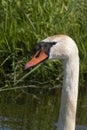 One white swan with orange beak, swim in a pond. Head and neck only. Reflections in the water. With shadows on the swan Royalty Free Stock Photo