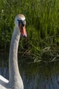 One white swan with orange beak, swim in a pond. Head and neck only. Reflections in the water. With shadows on the swan Royalty Free Stock Photo