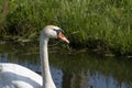 One white swan with orange beak, swim in a pond. Head and neck only. Reflections in the water. With shadows on the swan Royalty Free Stock Photo