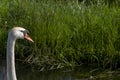 One white swan with orange beak, swim in a pond. Head and neck only. Reflections in the water. With shadows on the swan Royalty Free Stock Photo