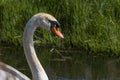 One white swan with orange beak, swim in a pond. Head and neck only. Reflections in the water. With shadows on the swan Royalty Free Stock Photo