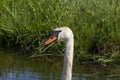 One white swan with orange beak, swim in a pond. Head and neck only. Reflections in the water. With shadows on the swan Royalty Free Stock Photo