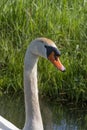 One white swan with orange beak, swim in a pond. Head and neck only. Reflections in the water. With shadows on the swan Royalty Free Stock Photo