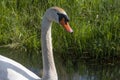 One white swan with orange beak, swim in a pond. Head and neck only. Reflections in the water. With shadows on the swan Royalty Free Stock Photo