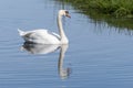 One white swan with orange beak, swim in a pond. Reflections in the water. Grasss in background. The sun shines on the feathers Royalty Free Stock Photo