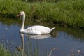 One white swan with orange beak, swim in a pond. Reflections in the water. Grasss in background. The sun shines on the feathers Royalty Free Stock Photo