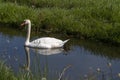 One white swan with orange beak, swim in a pond. Reflections in the water. Grasss in background. The sun shines on the feathers Royalty Free Stock Photo
