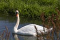 One white swan with orange beak, swim in a pond. Reflections in the water. Grasss in background. The sun shines on the feathers Royalty Free Stock Photo