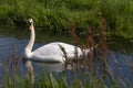 One white swan with orange beak, swim in a pond. Reflections in the water. Grasss in background. The sun shines on the feathers Royalty Free Stock Photo