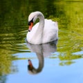 One white swan portrait in the wild, reflection on the water Royalty Free Stock Photo