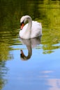 One white swan portrait in the wild -Water Reflection Royalty Free Stock Photo