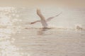 One white mute swan starts flying or running over the lake in the daytime. Swan in nature. Royalty Free Stock Photo